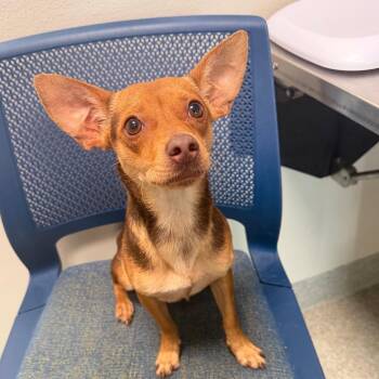 Mac -  Chihuahua Dog for Adoption in Englewood, Florida - Mac | PetCurious
