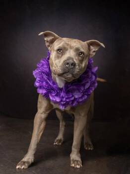 Mixed Breed Dogs Available for Adoption - Anette | PetCurious