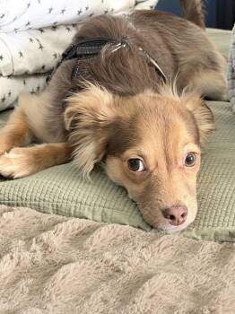 Chihuahua Dogs Available for Adoption - Soba | PetCurious