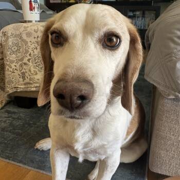 Dwight -  Beagle Dog for Adoption in El Mirage, Arizona - Dwight | PetCurious