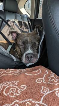 Miso -  Mixed Breed Dog for Adoption - Miso | PetCurious