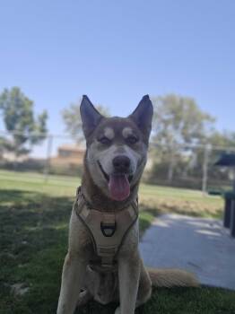 Roscoe -  Siberian Husky and Alaskan Malamute Dog for Adoption in San Rafael, California - Roscoe | PetCurious