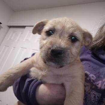 Terrier Dogs Available for Adoption - Amelia | PetCurious