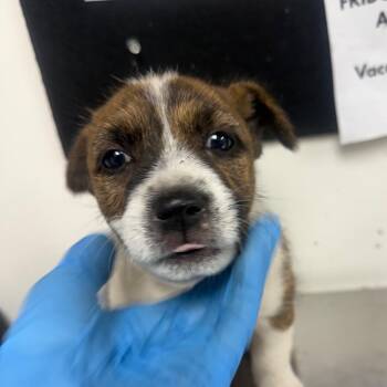 Nala -  Affenpinscher Dog for Adoption in Parrish, Alabama - Nala | PetCurious