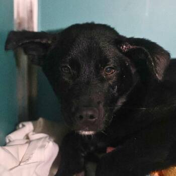 Labrador Retriever Dogs Available for Adoption in San Antonio, Texas - BOWSER | PetCurious