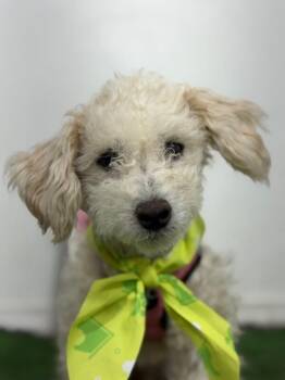 Crystal-One of our Amazing Rescue Dogs -  Maltipoo and Poodle Dog for Adoption in Carlsbad, California - Crystal-One Of Our Amazing Rescue Dogs | PetCurious