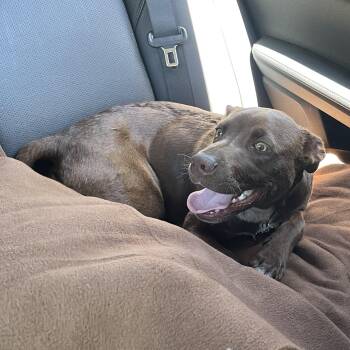 Atlas (COURTESY POST) -  Labrador Retriever and American Staffordshire Terrier Dog for Adoption in Lewiston, Idaho - Atlas (COURTESY POST) | PetCurious