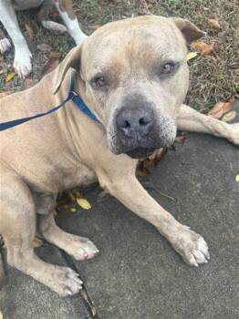 BIGGE -  American Staffordshire Terrier Dog for Adoption in San Antonio, Texas - BIGGE | PetCurious