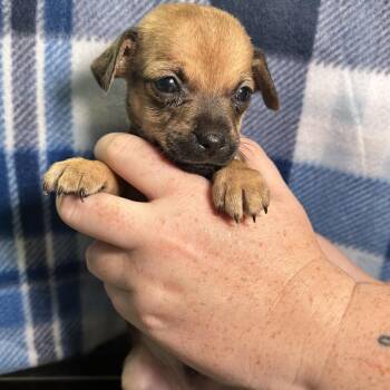Turkey -  Chihuahua Dog for Adoption in Yucaipa, California - Turkey | PetCurious