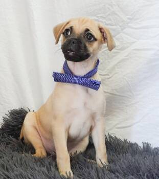 New Kid on the Block -  Pug Dog for Adoption in Palo Alto, California - New Kid On The Block | PetCurious