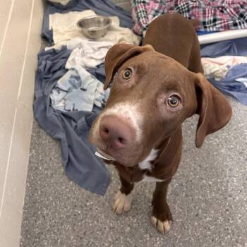 Bear -  Mixed Breed Dog for Adoption in Hendersonville, North Carolina - Bear | PetCurious