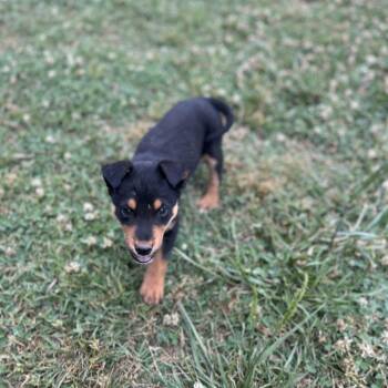 Manchester -  Shepherd and Mixed Breed Dog Available for Adoption in Wake Forest, North Carolina - Manchester | PetCurious