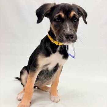 791 (2026) Veda -  Shepherd and Mixed Breed Dog for Adoption in Parker, Colorado - 791 (2026) Veda | PetCurious