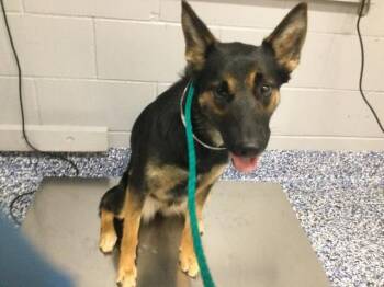 German Shepherd Dog and Mixed Breed Dogs Available for Adoption in Thousand Palms, California - A1915911 | PetCurious