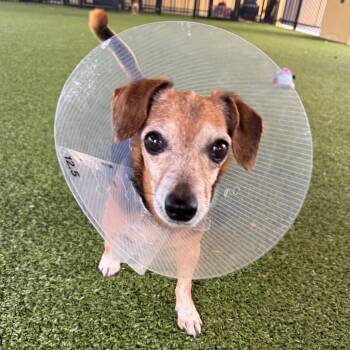 Beagle and Mixed Breed Dogs Available for Adoption in West Palm Beach, Florida - Daffy | PetCurious