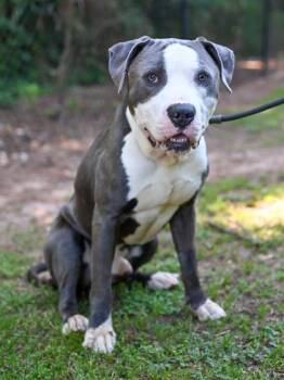 Mixed Breed Dogs Available for Adoption in Chamblee, Georgia - Shimmy | PetCurious