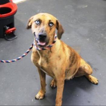 Lilo -  Catahoula Leopard Dog and Mixed Breed Dog for Adoption - Lilo | PetCurious