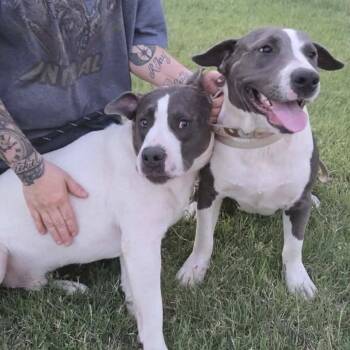 Scar *Coming Soon* -  Pit Bull Terrier and Mixed Breed Dog for Adoption in Dover, New Hampshire - Scar *Coming Soon* | PetCurious