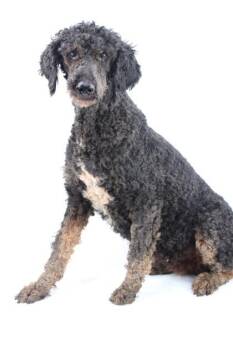 Standard Poodle and Mixed Breed Dogs Available for Adoption in Morton Grove, Illinois - Winnie | PetCurious