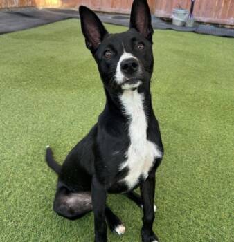 Kenzie -  Mixed Breed Dog for Adoption in Huntington, New York - Kenzie | PetCurious