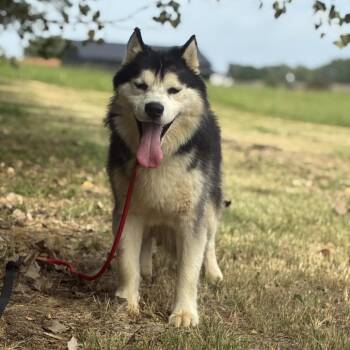 Joey -  Husky Dog for Adoption in Henderson, Kentucky - Joey | PetCurious