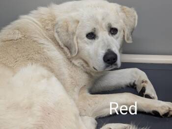 Great Pyrenees Dogs Available for Adoption - RED | PetCurious