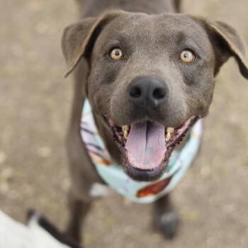 CHOCO -  American Staffordshire Terrier Dog for Adoption in San Antonio, Texas - CHOCO | PetCurious