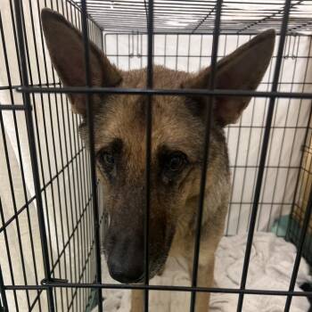 Mixed Breed Dogs Available for Adoption in Memphis, Tennessee - Carlie | PetCurious