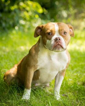 SUNSHOWER (0030) -  American Bully Dog for Adoption in Bridgeport, Connecticut - SUNSHOWER (0030) | PetCurious
