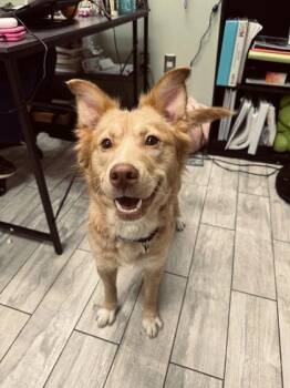 Border Collie and Mixed Breed Dogs Available for Adoption in North Charleston, South Carolina - 91353a Fiona | PetCurious