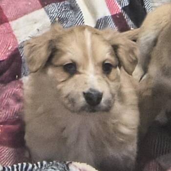 Shepherd Dogs Available for Adoption in Flintstone, Maryland - JUNE BUG | PetCurious