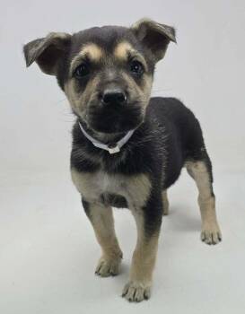 Labrador Retriever Dogs Available for Adoption in Brewster, New York - Yasmine (Y Litter) | PetCurious