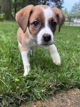 Lemon -  Beagle Dog for Adoption - Lemon | PetCurious