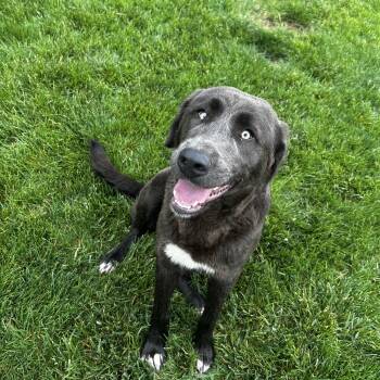 Rescue Labrador Retriever Dogs for Adoption in Brownstown, Indiana - River | PetCurious
