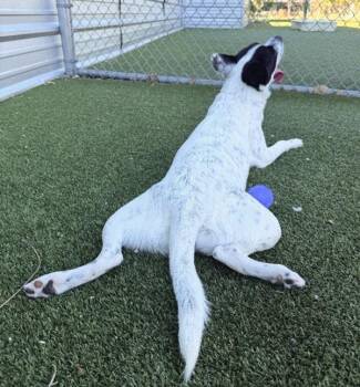 Rey -  English Pointer Dog for Adoption in Austin, Texas - Rey | PetCurious