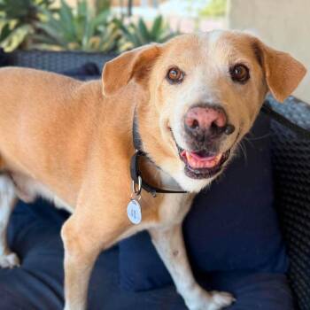 Colonel Mustard -  Yellow Labrador Retriever Dog for Adoption in Ramona, California - Colonel Mustard | PetCurious