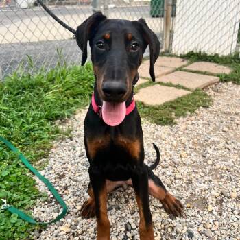 Bubbles -  Doberman Pinscher Dog for Adoption in Riverwoods, Illinois - Bubbles | PetCurious