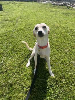 Mixed Breed Dogs Available for Adoption in Altoona, Pennsylvania - Sweet Dee | PetCurious