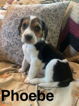 Phoebe -  Beagle and Spaniel Dog for Adoption in Stafford, Virginia - Phoebe | PetCurious