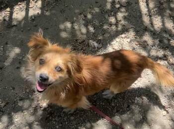 Rescue Chihuahua Dogs for Adoption in Redlands, California - FOXTROT | PetCurious