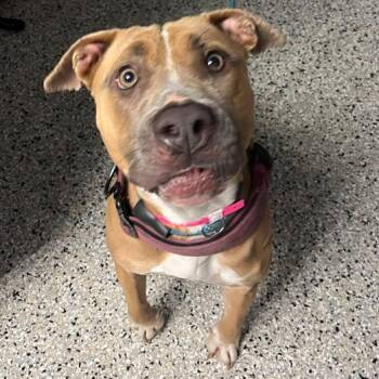 Hazel -  American Staffordshire Terrier and Mixed Breed Dog for Adoption in Hattiesburg, Mississippi - Hazel | PetCurious