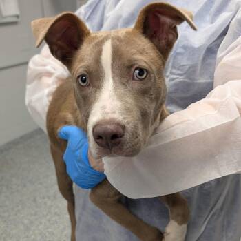 Clyde -  Mixed Breed Dog for Adoption in Greenville, South Carolina - Clyde | PetCurious