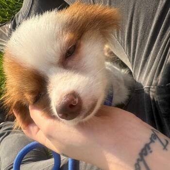 Finian -  Pomeranian and Mixed Breed Dog for Adoption in Binghamton, New York - Finian | PetCurious