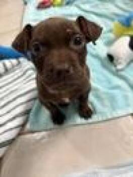 Brownie -  Boxer and Pit Bull Terrier Dog for Adoption in Morton Grove, Illinois - Brownie | PetCurious
