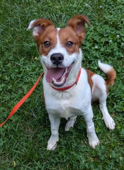 Tucker -  Terrier Dog for Adoption in Newport, Kentucky - Tucker | PetCurious