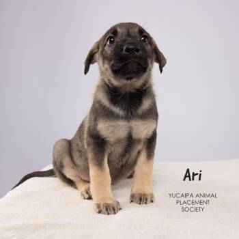 Ari -  Shepherd Dog for Adoption in Yucaipa, California - Ari | PetCurious