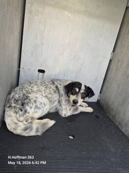 Australian Cattle Dog Blue Heeler Dogs Available for Adoption in San Antonio, Texas - SPUNKY | PetCurious