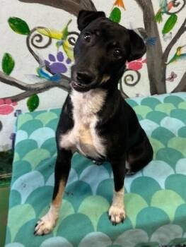 Rescue Mixed Breed Dogs for Adoption in Brookhaven, Mississippi - Fantasia 25 | PetCurious