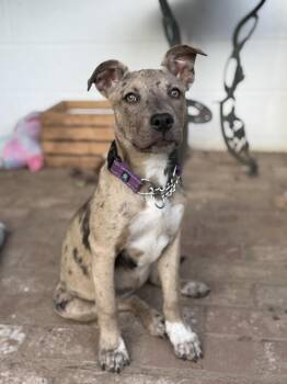 Catahoula Leopard Dog and Pit Bull Terrier Dogs Available for Adoption in Pleasant Hill, California - Henna | PetCurious