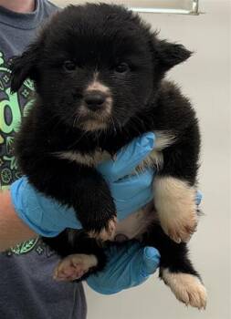 AU GRATIN -  American Staffordshire Terrier Dog for Adoption in San Antonio, Texas - AU GRATIN | PetCurious